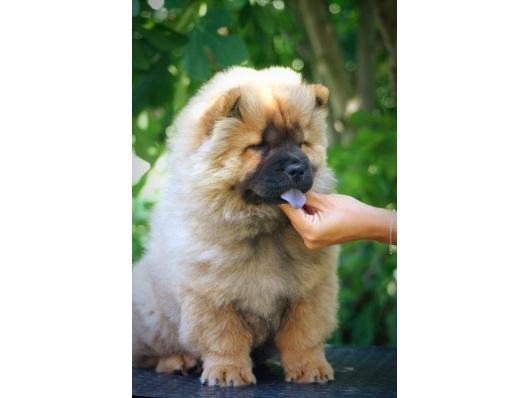 Čau Čau Chow Chow ženkica